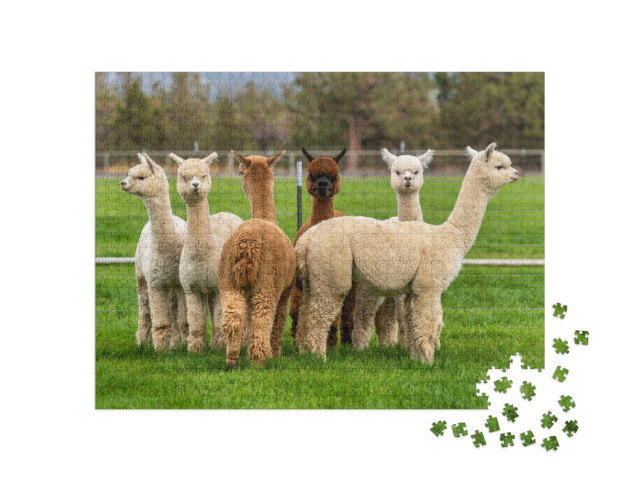 Puzzle 1000 Teile „Alpakas auf einer Ranch auf einem Bauernhof, Oregon“