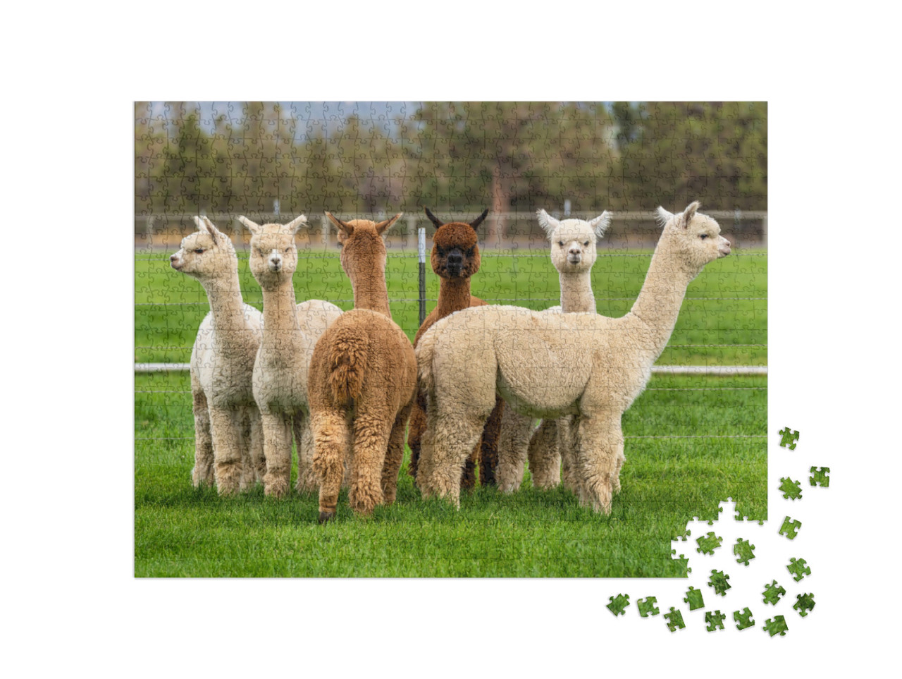 Puzzle 1000 Teile „Alpakas auf einer Ranch auf einem Bauernhof, Oregon“
