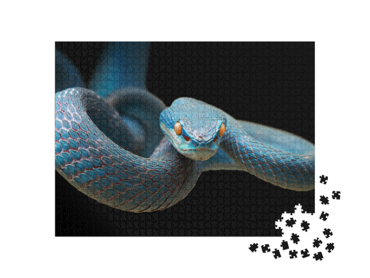 Puzzle 1000 Teile „Blaue Viper: Schlange auf Zweig bereit, Beute anzugreifen“