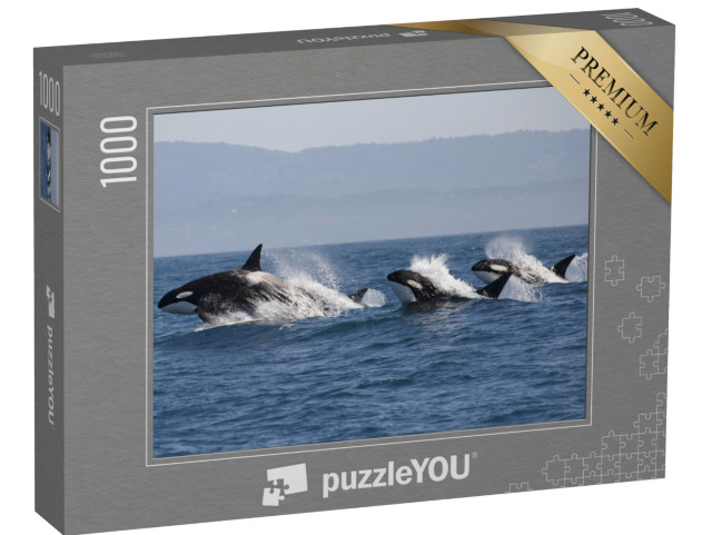 Puzzle 1000 Teile „Schwarm von Killerwalen im Ozean, Orcinus Orca“