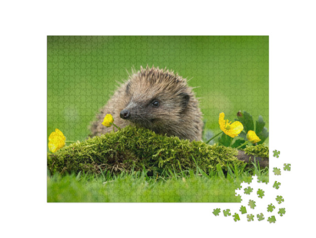 Puzzle 1000 Teile „Ein kleiner Igel auf einem grünen Mooshügel“