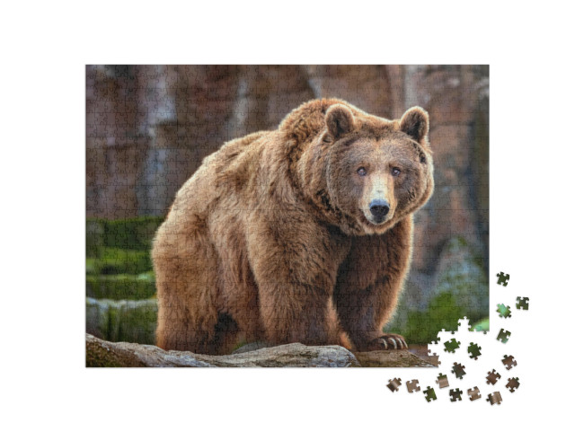 Puzzle 1000 Teile „Bild eines großen Braunbären“