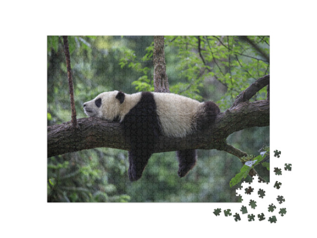 Puzzle 1000 Teile „Pandabär schlafend auf einem Baumzweig, Bifengxia Naturschutzgebiet, China“