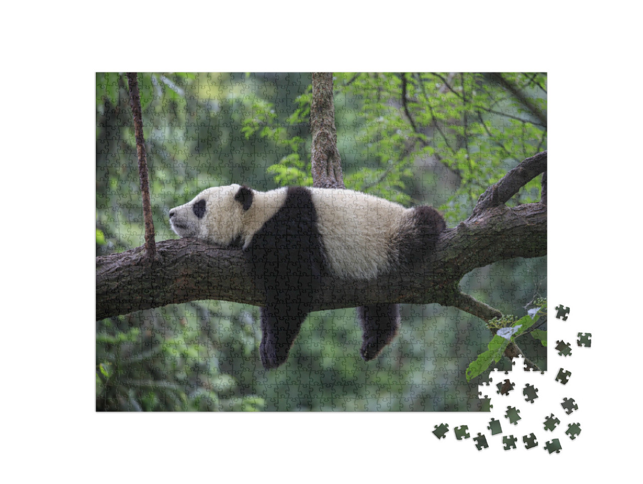 Puzzle 1000 Teile „Pandabär schlafend auf einem Baumzweig, Bifengxia Naturschutzgebiet, China“