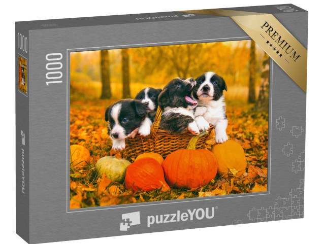 Puzzle 1000 Teile „Welsh Corgi Pembroke: Welpen posieren im Korb mit Kürbissen im Herbst“