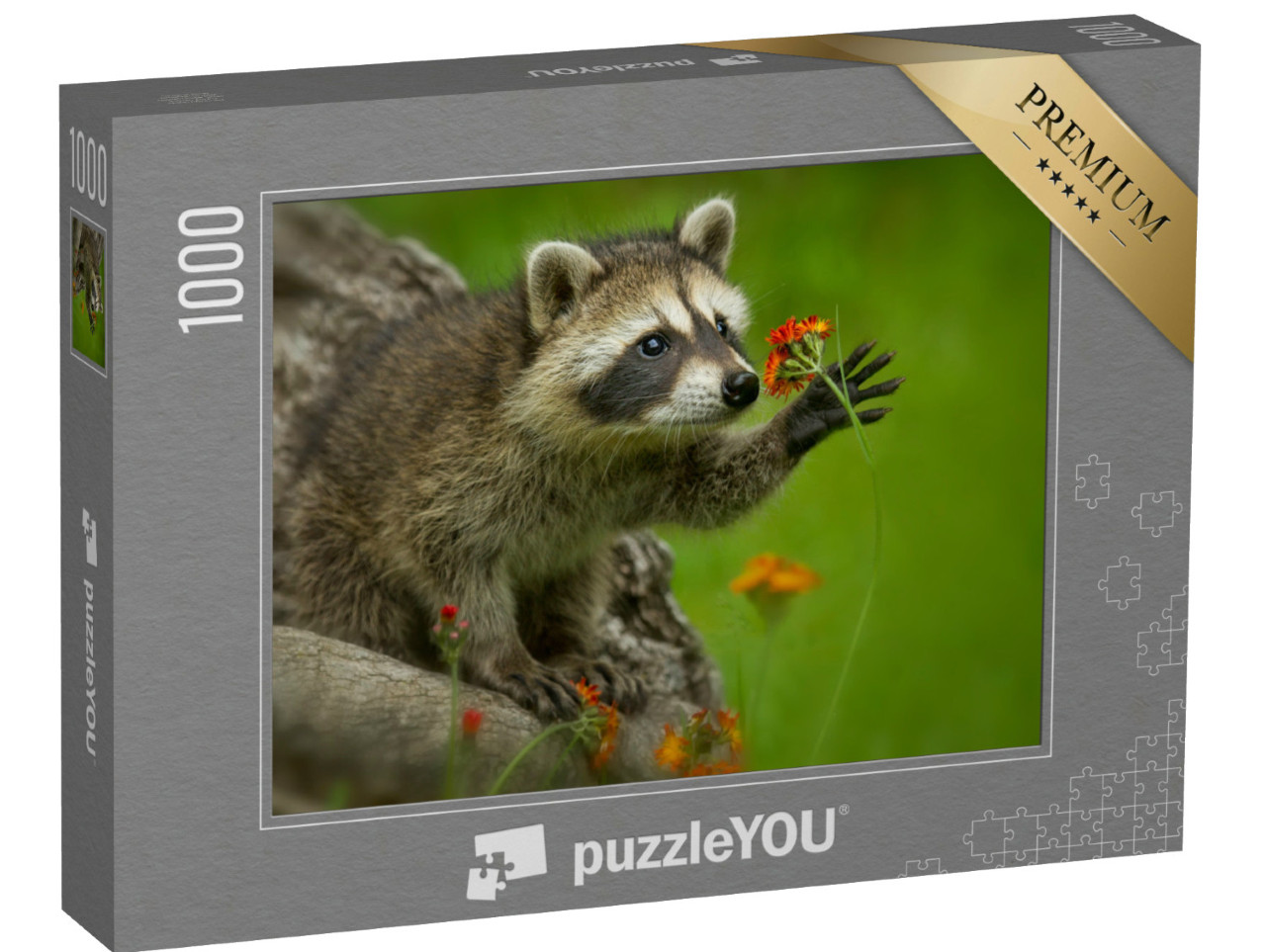 Puzzle 1000 Teile „Waschbär in Minnesota unter kontrollierten Bedingungen“