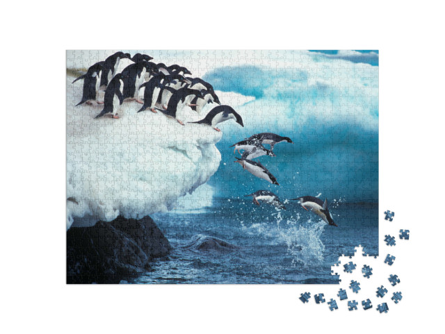 Puzzle 1000 Teile „Ein Adeliepinguin springt ins Meer, Antarktis“