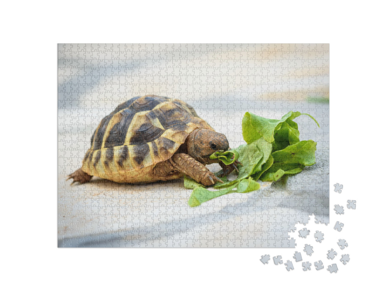 Puzzle 1000 Teile „Haustierschildkröte bei ihrer Salat-Mahlzeit“