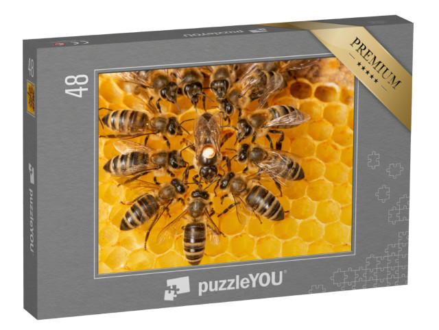 Puzzle 48 Teile „Bienenkönigin markiert mit einem Punkt umgeben von Arbeiterinnen“