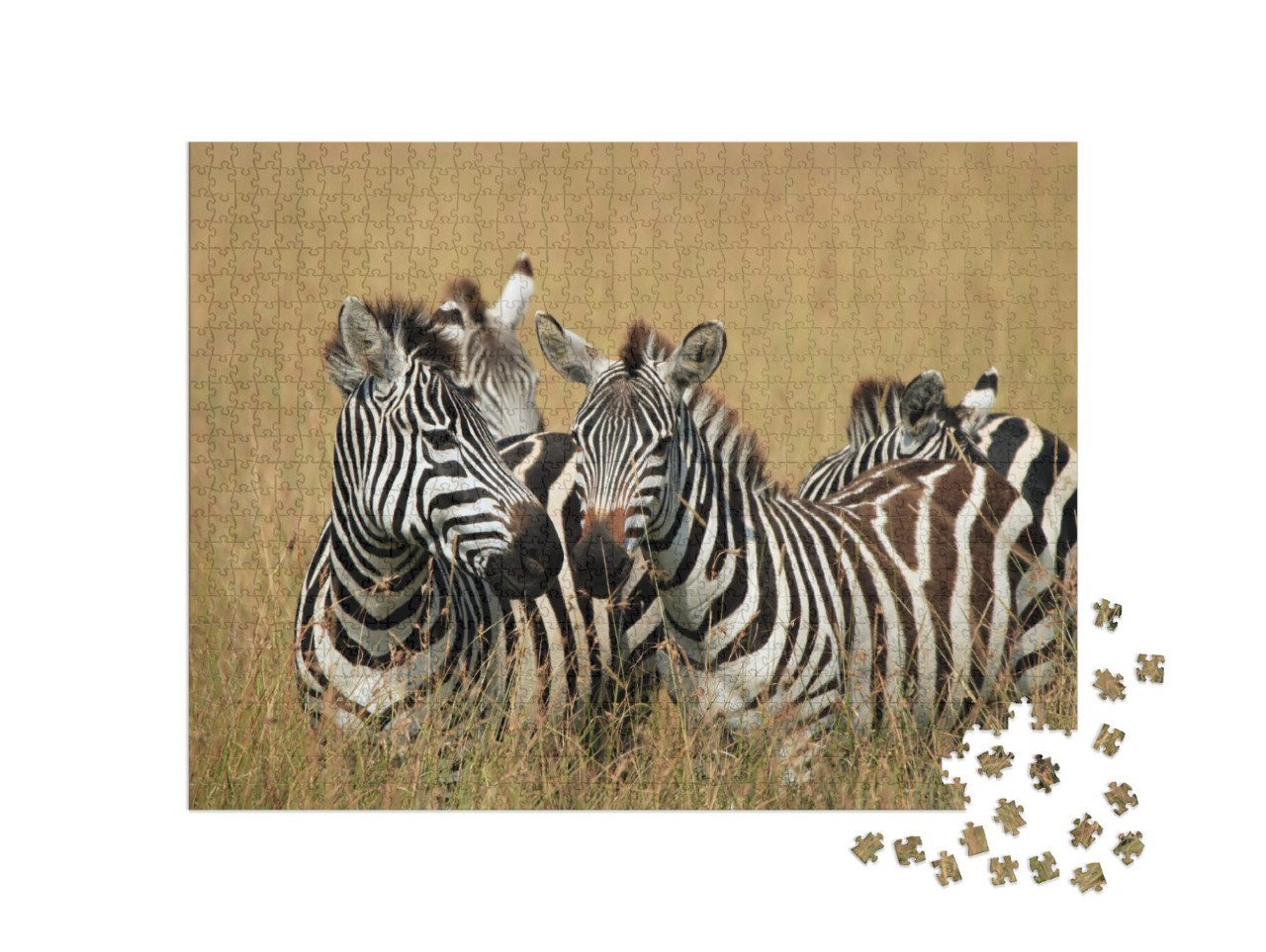 Puzzle 1000 Teile „Steppenzebras im hohen Gras der Savanne, Maasai Mara, Kenia“