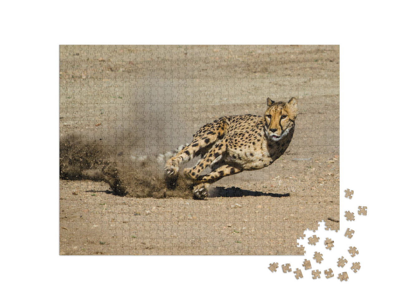 Puzzle 1000 Teile „Gepard: schnell und wendig“