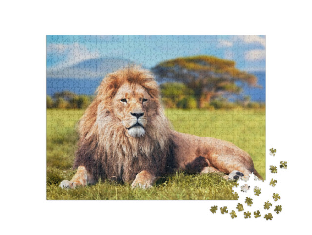 Puzzle 1000 Teile „Großer Löwe im Savannengras“