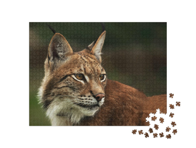 Puzzle 1000 Teile „Aufmerksamer Eurasischer Luchs“