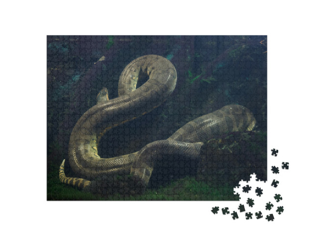Puzzle 1000 Teile „Grüne Anakonda, Eunectes murinus“