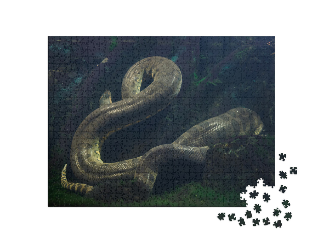 Puzzle 1000 Teile „Grüne Anakonda, Eunectes murinus“