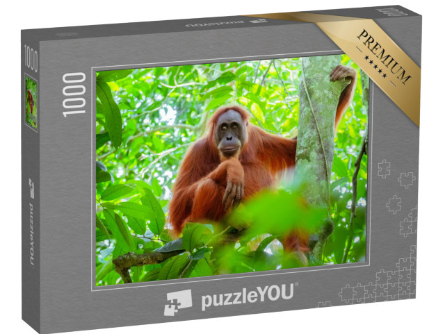 Puzzle 1000 Teile „Weiblicher Orang-Utan, der auf einem Baumstamm sitzt, Indonesien“