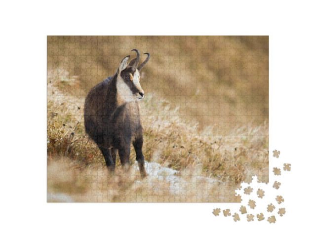 Puzzle 1000 Teile „Tatra-Gämse auf einer Bergwiese“