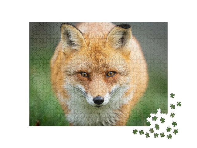 Puzzle 1000 Teile „Rotfuchs auf der Jagd“