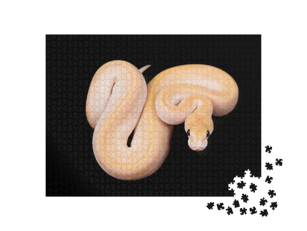 Puzzle 1000 Teile „Kugelpython oder Königspython mit heller Haut“
