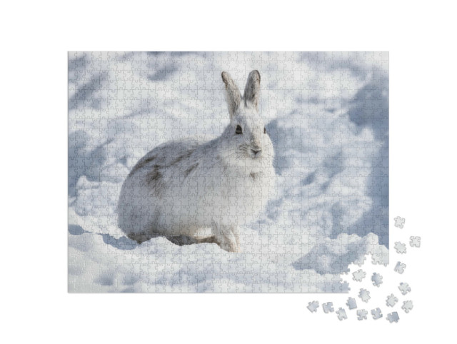Puzzle 1000 Teile „Weißer Schneeschuhhase im Winter“