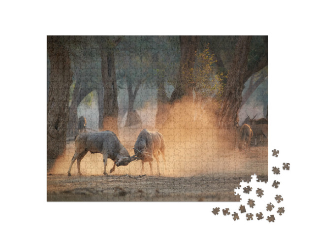 Puzzle 1000 Teile „Elandantilope, Taurotragus Oryx, zwei Männchen kämpfen, Simbabwe“