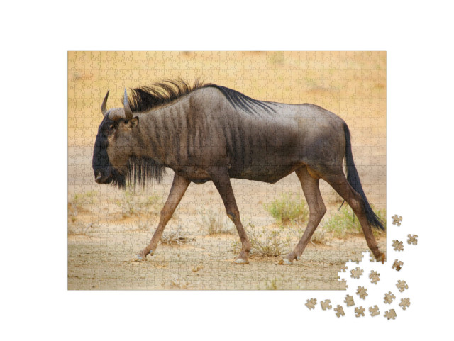 Puzzle 1000 Teile „Streifengnu in der Kalahari-Wüste“