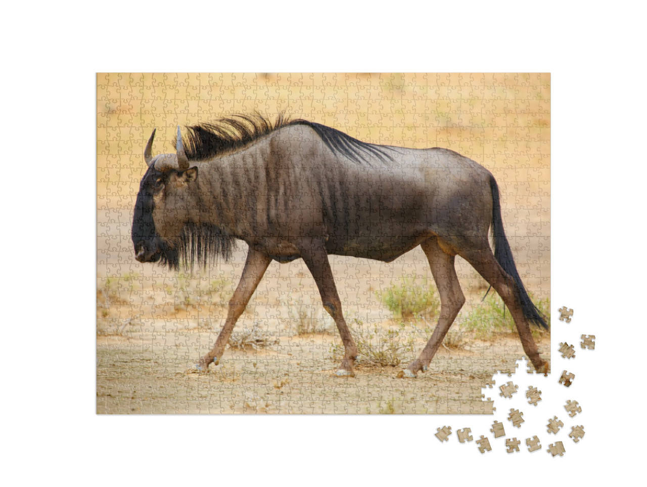 Puzzle 1000 Teile „Streifengnu in der Kalahari-Wüste“