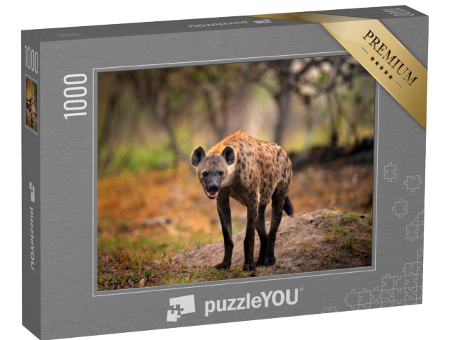 Puzzle 1000 Teile „Tüpfelhyäne auf der Suche nach Beute, Okavango, Botswana“