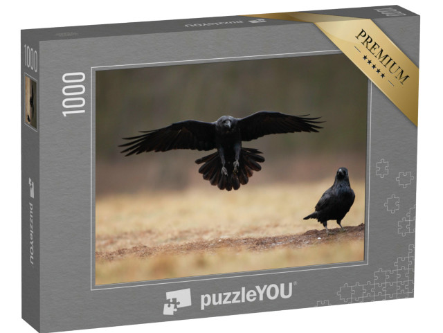 Puzzle 1000 Teile „Landender Kolkrabe mit weit geöffneten Flügeln“