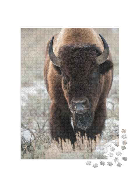 Puzzle 1000 Teile „Bison, Büffel“