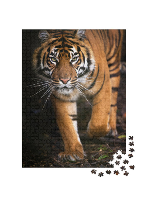 Puzzle 1000 Teile „Junger Sumatra-Tiger“