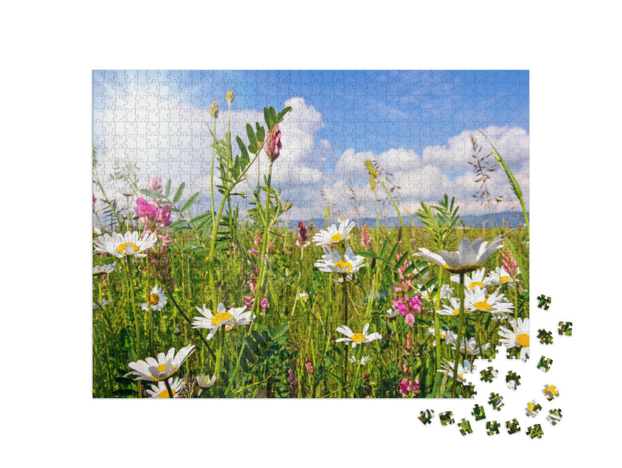 Puzzle 1000 Teile „Blumenwiese im Sommer mit hellen Gänseblümchen“