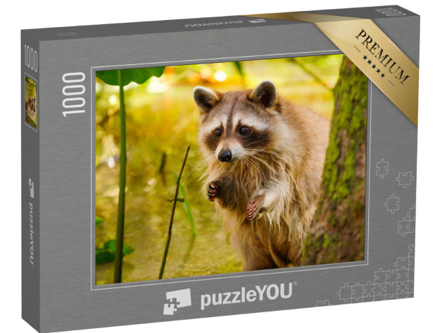 Puzzle 1000 Teile „Seltener blonder Waschbär in einem Sumpf in Louisiana“