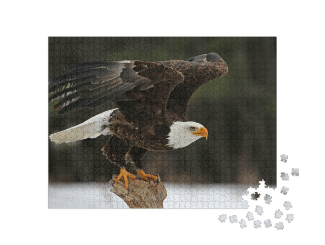 Puzzle 1000 Teile „Ein Weißkopfseeadler“