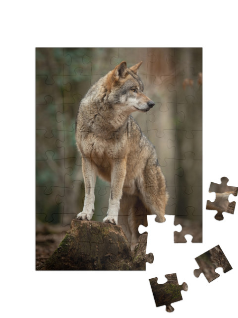 Puzzle 48 Teile „Grauer Wolf in witternder Pose im Wald“