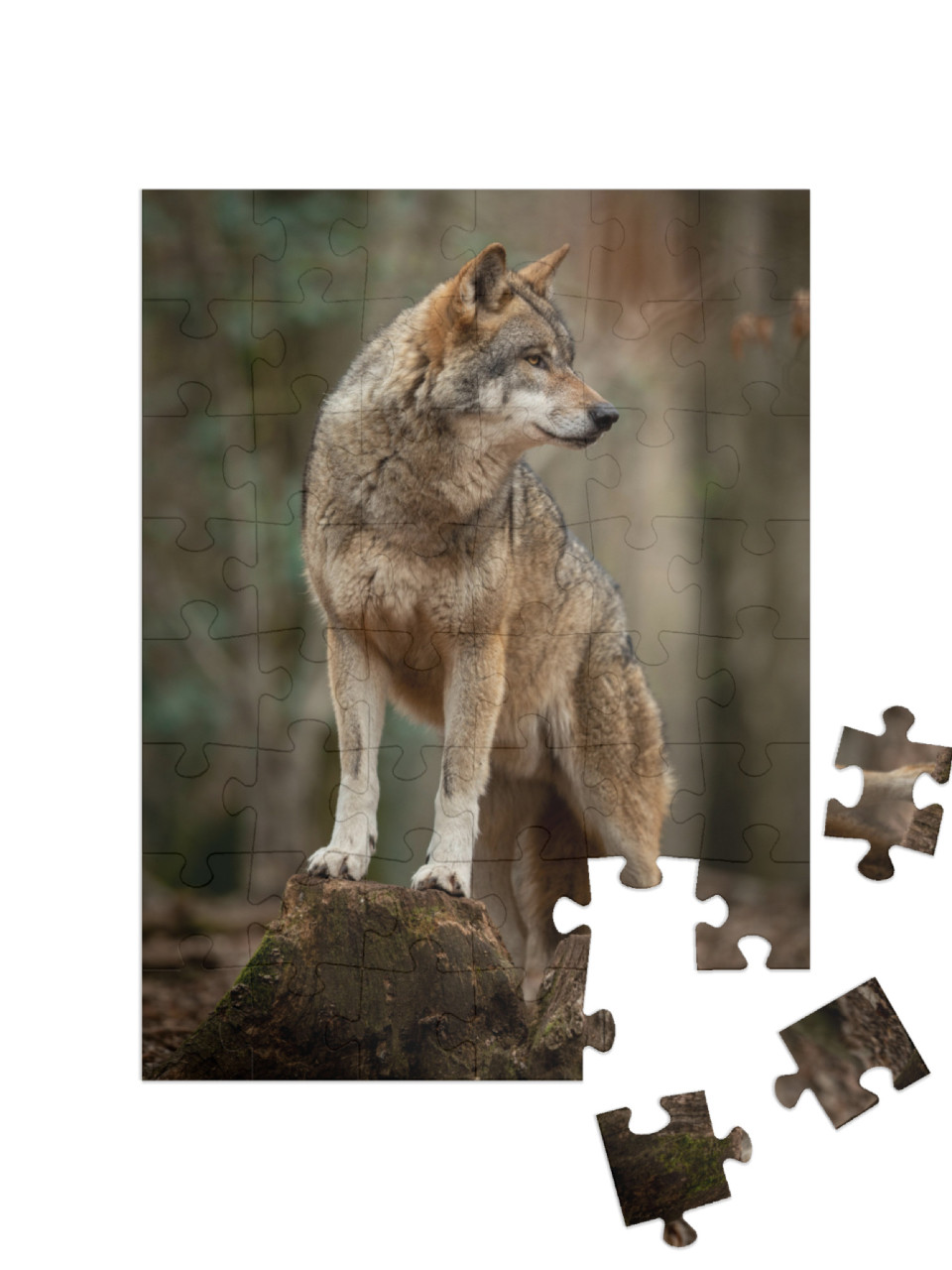 Puzzle 48 Teile „Grauer Wolf in witternder Pose im Wald“