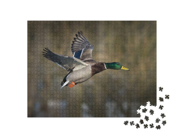 Puzzle 1000 Teile „Stockente im Flug“