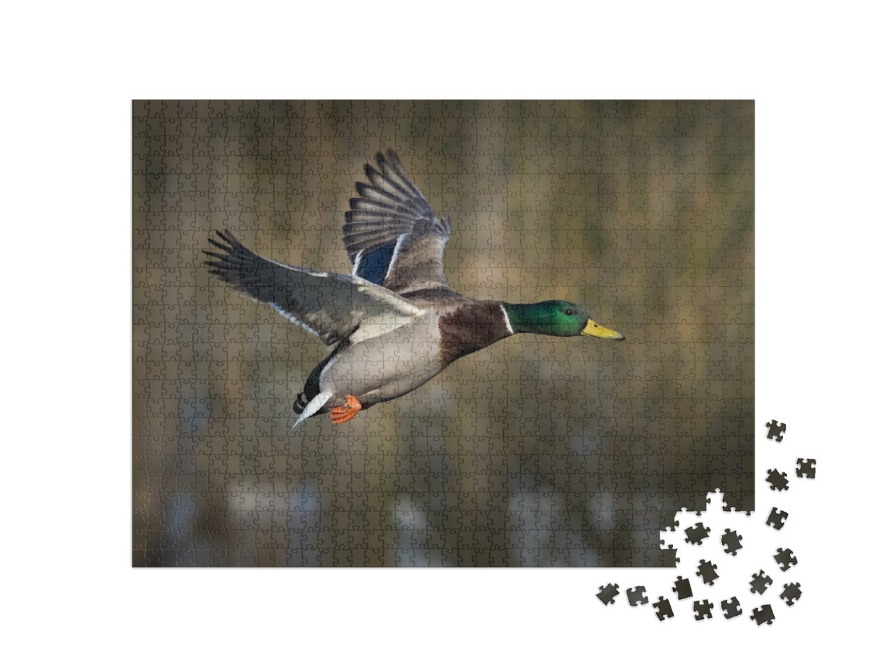 Puzzle 1000 Teile „Stockente im Flug“