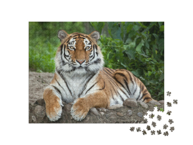 Puzzle 1000 Teile „Sibirischer Tiger, auch bekannt als Amur-Tiger“
